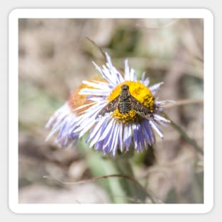 Bee Fly on Aspen Fleabane Wildflower by Debra Martz Sticker